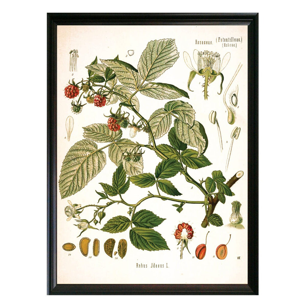 Red Raspberries Botanical Illustration 
