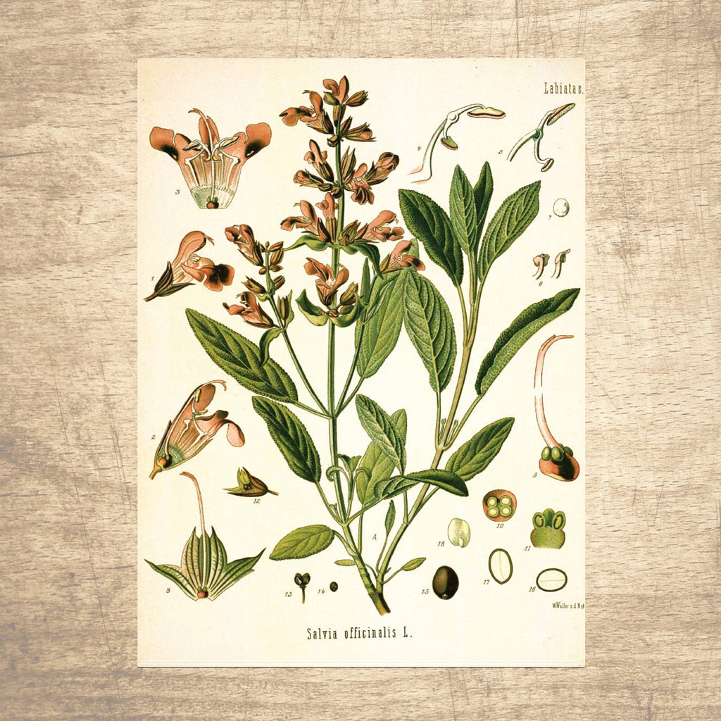 Sage Botanical Illustration 