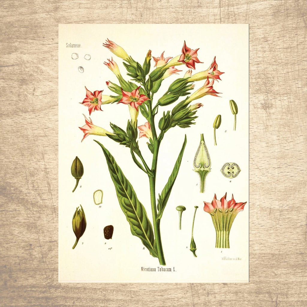 Tobacco Botanical Illustration 