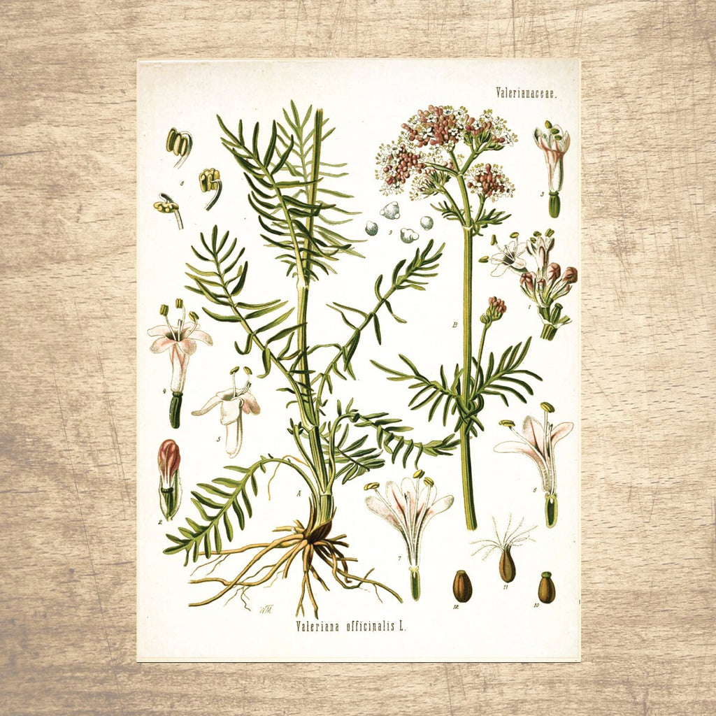 Valerian Botanical Illustration 