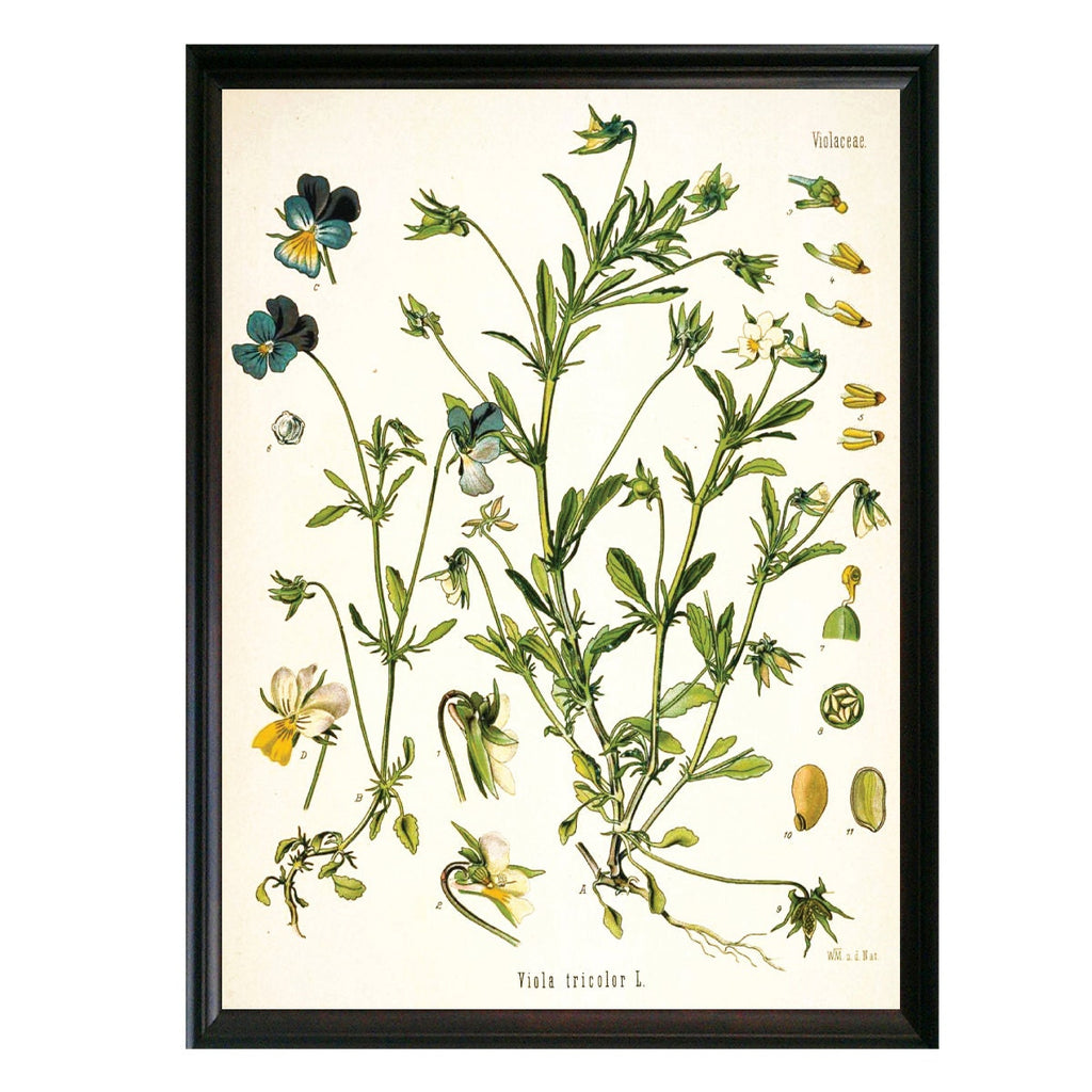 Violet Botanical Illustration 
