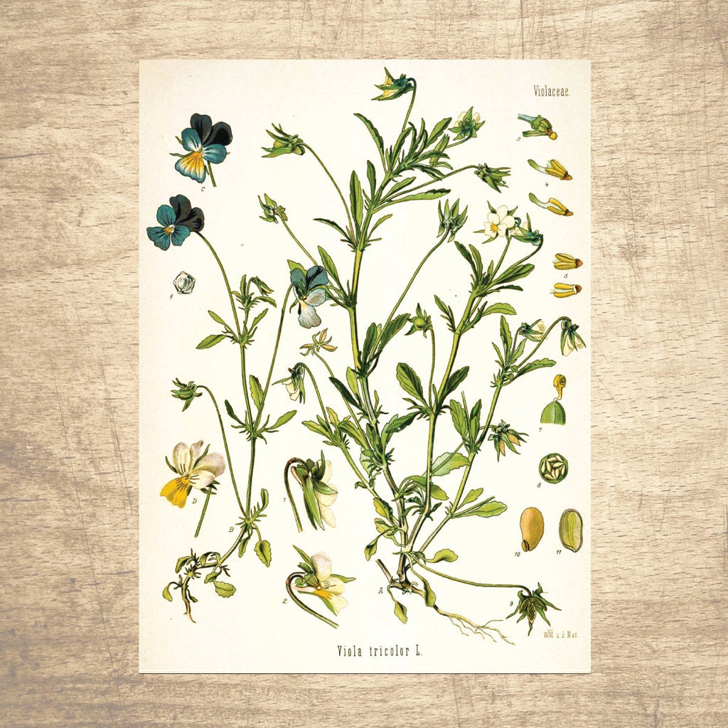 Violet Botanical Illustration 