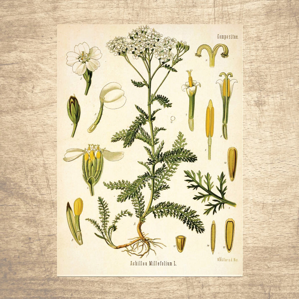 Yarrow Botanical Illustration 