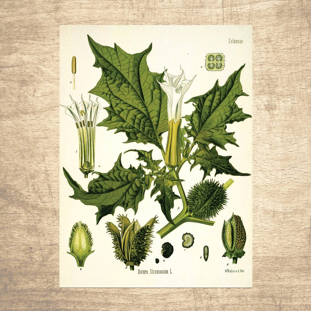 Jimson Weed Botanical Illustration - Lettered & Lined