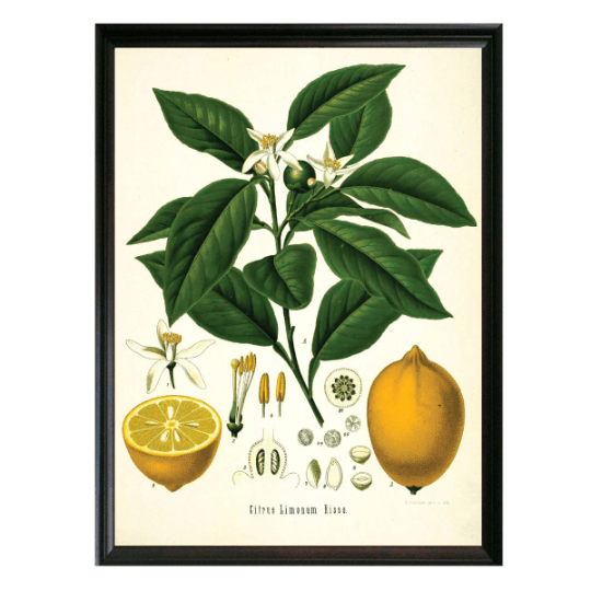 Lemon Botanical Illustration - Lettered & Lined