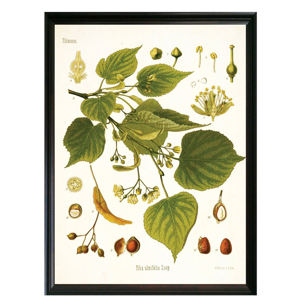 Linden Botanical Illustration - Lettered & Lined