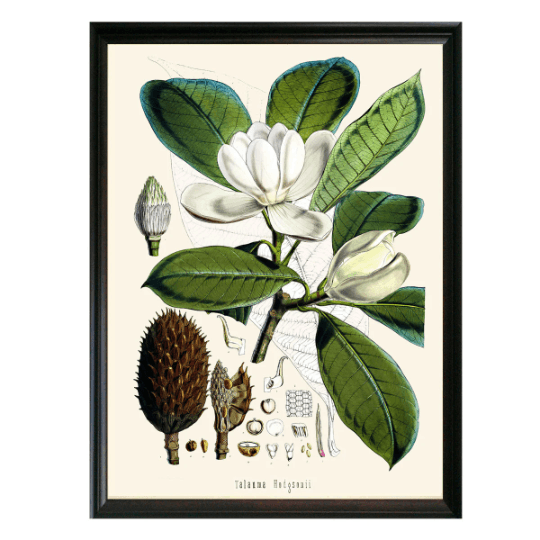 Magnolia Botanical Illustration - Lettered & Lined