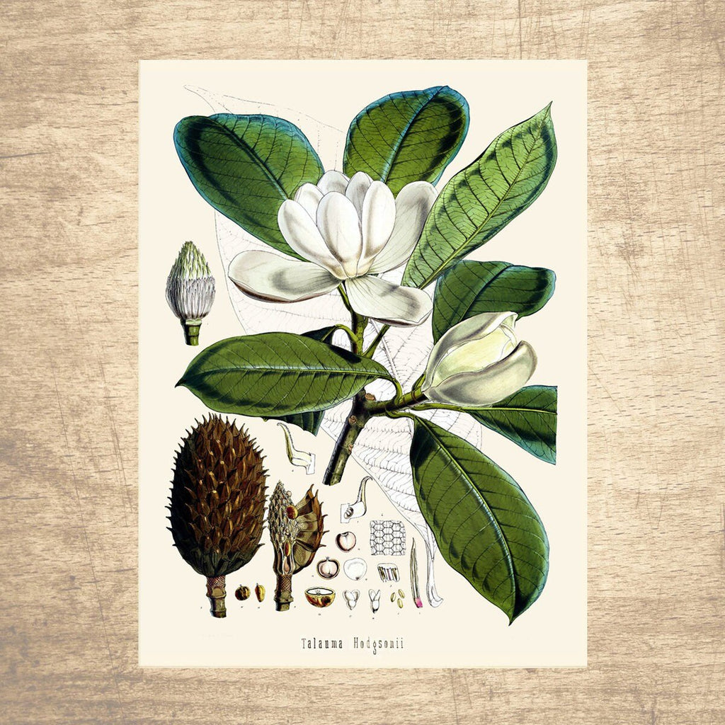 Magnolia Botanical Illustration - Lettered & Lined