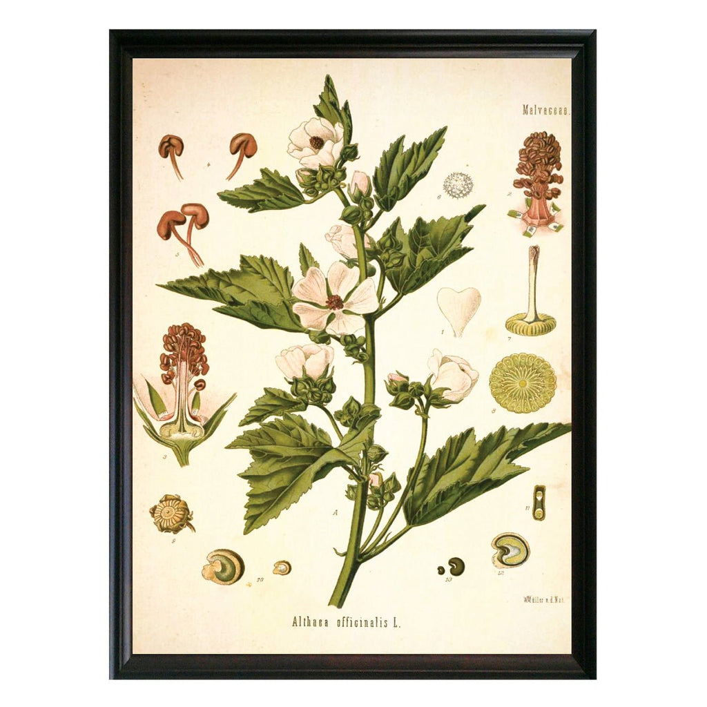 Mallow Botanical Illustration - Lettered & Lined