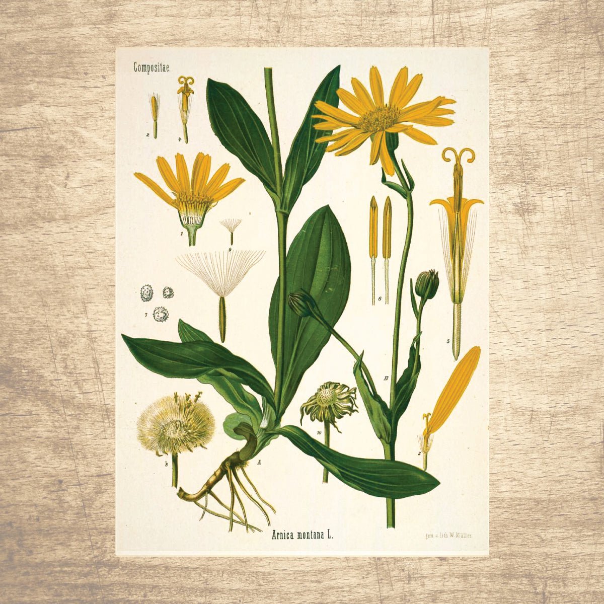 Daisy Botanical Daisy Botanical Illustration