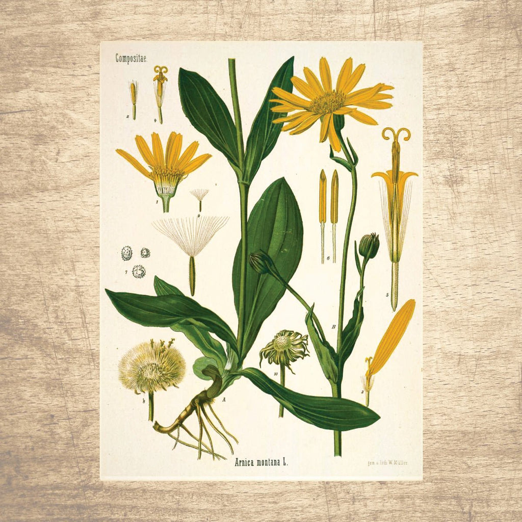 Mountain Daisy Botanical Illustration - Lettered & Lined