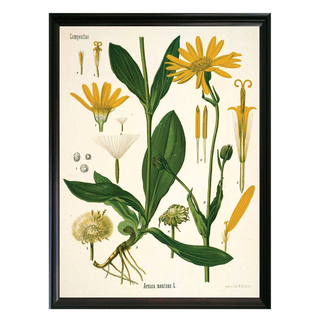 Mountain Daisy Botanical Illustration - Lettered & Lined