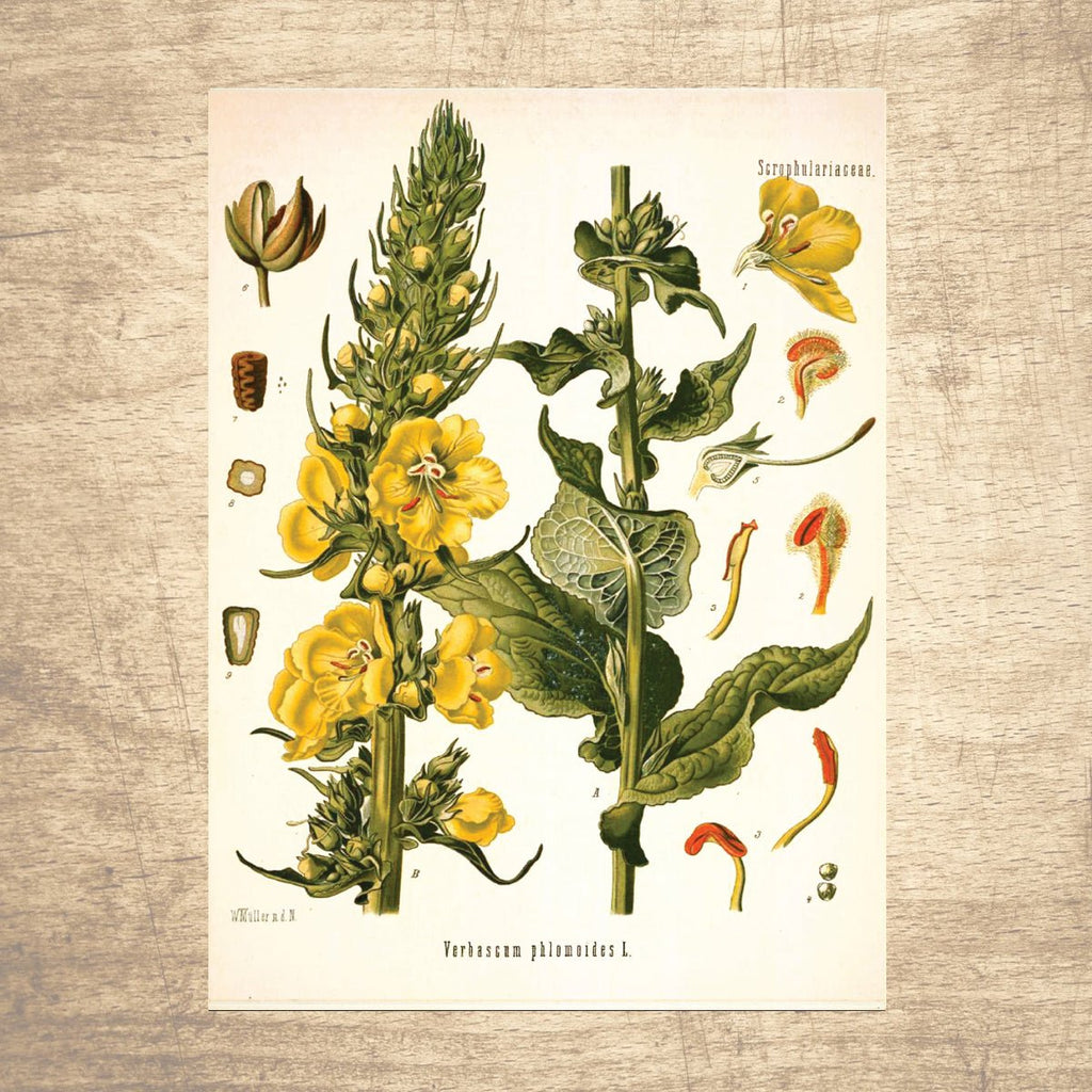 Mullein Botanical Illustration - Lettered & Lined
