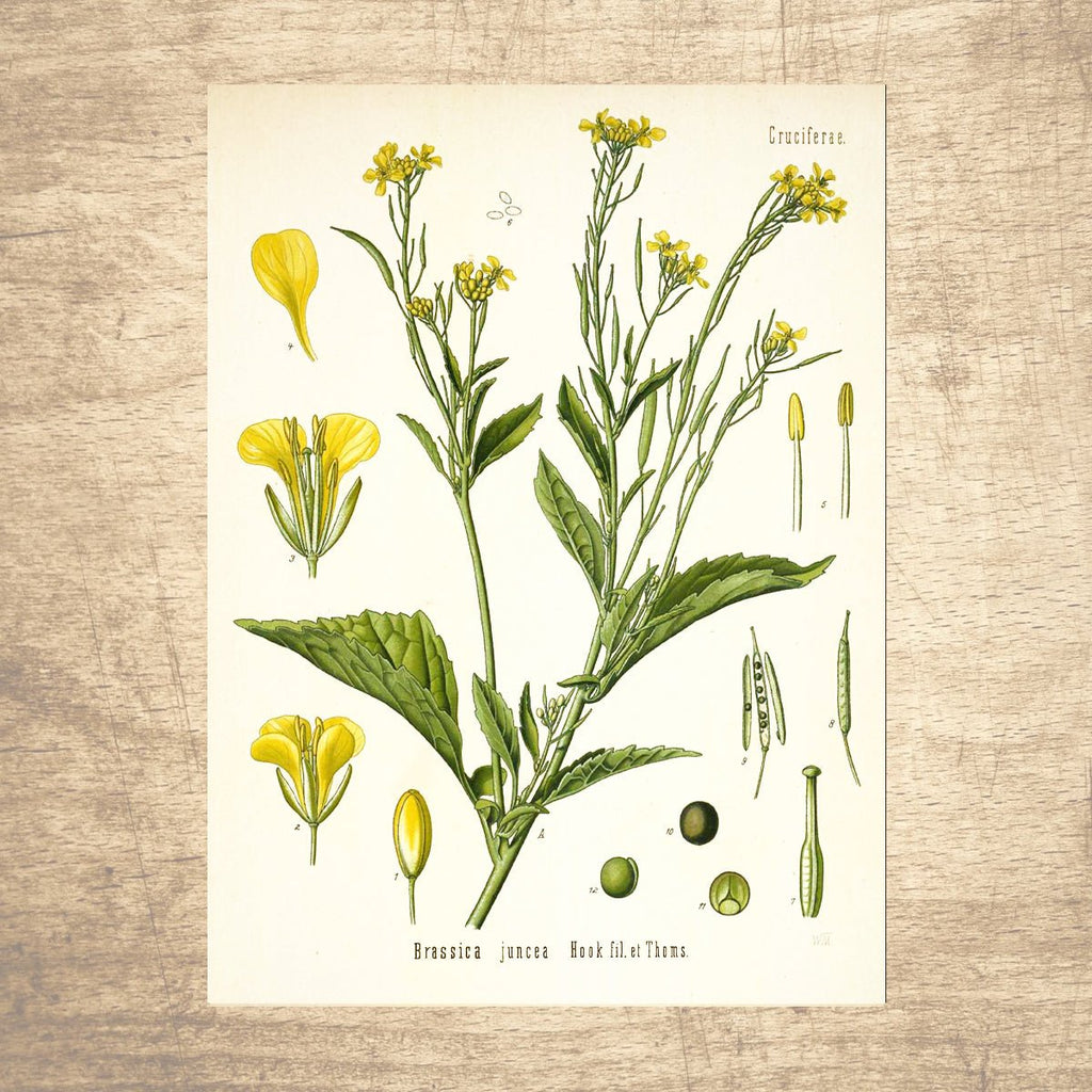 Mustard Greens Botanical Illustration - Lettered & Lined