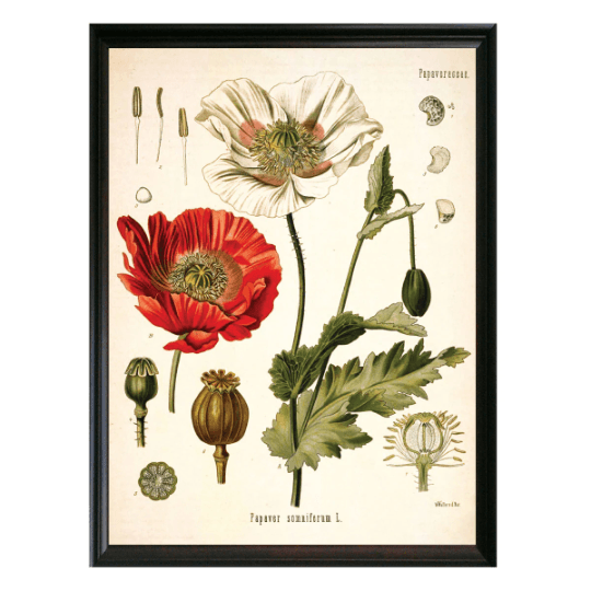 Opium Poppy Botanical Illustration - Lettered & Lined
