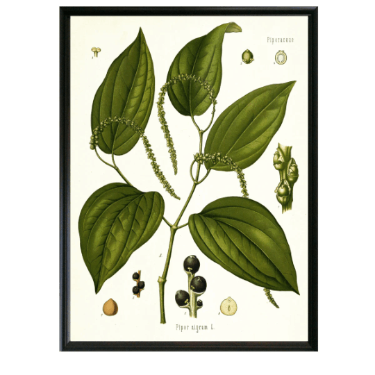 Black Pepper Botanical Illustration Print - Lettered & Lined