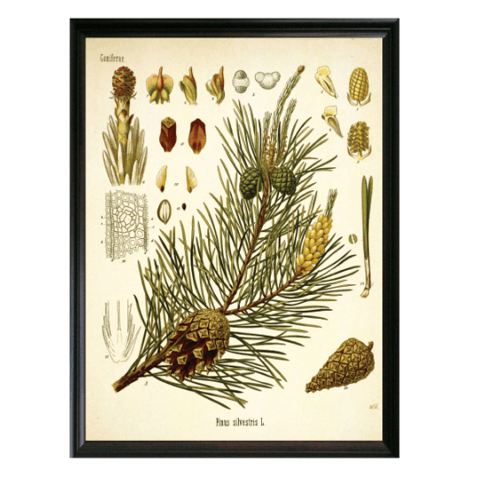 Pine Botanical Illustration - Lettered & Lined