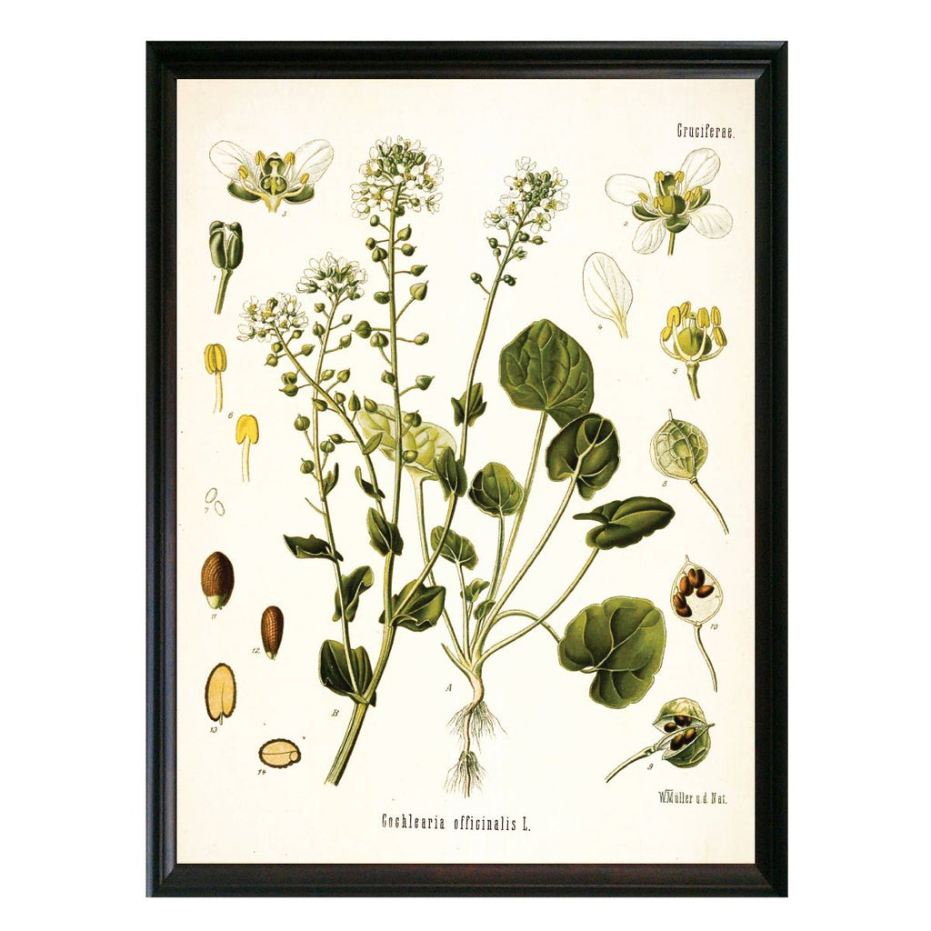 Scurvygrass Botanical Illustration - Lettered & Lined