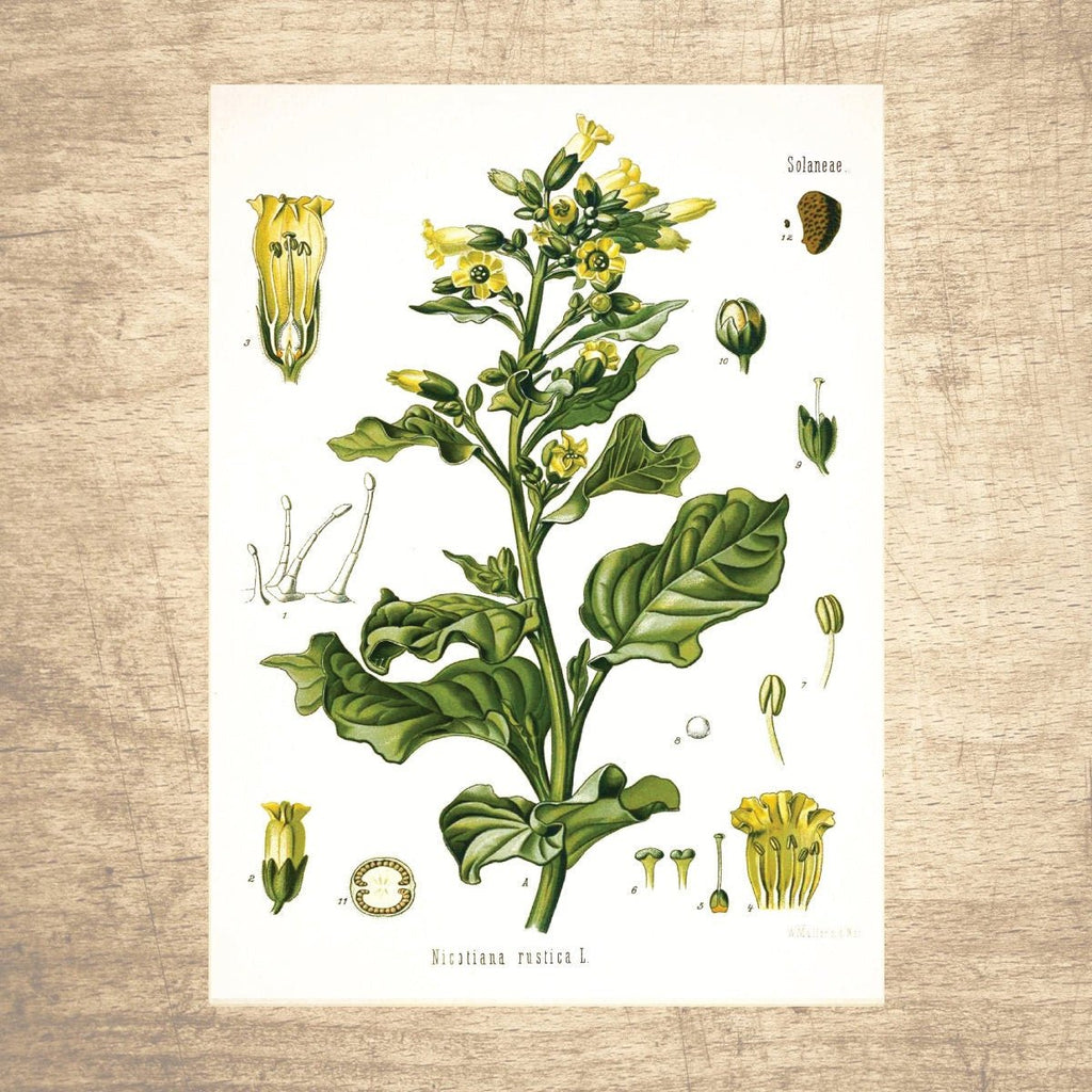 Tobacco 2 Botanical Illustration - Lettered & Lined