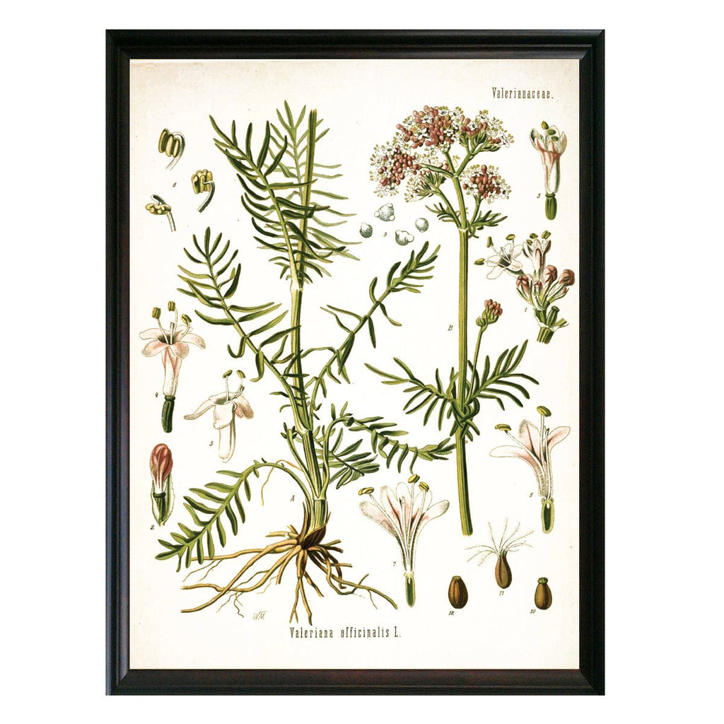Valerian Botanical Illustration - Lettered & Lined