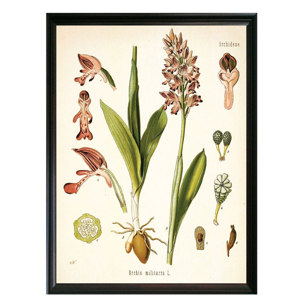 Orchid Pink Botanical Illustration - Lettered & Lined