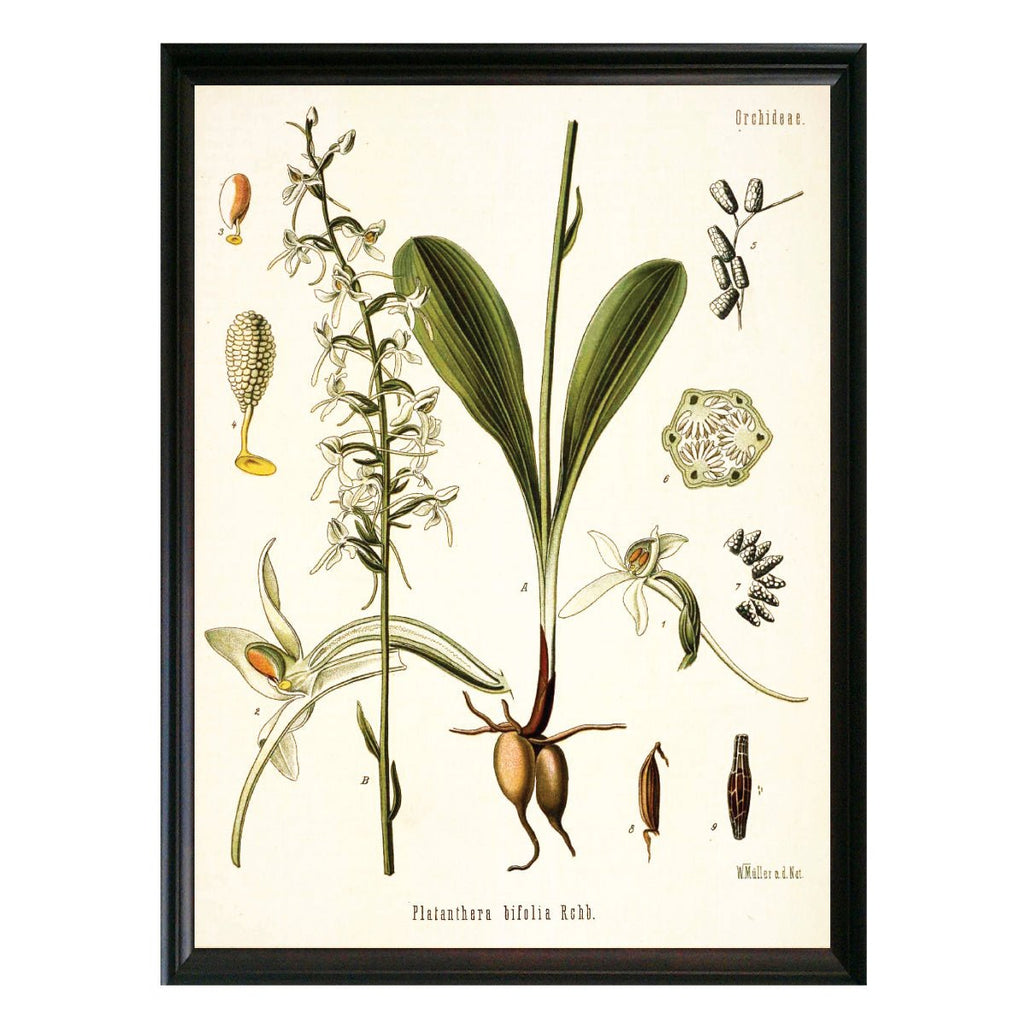 Orchid White Botanical Illustration - Lettered & Lined