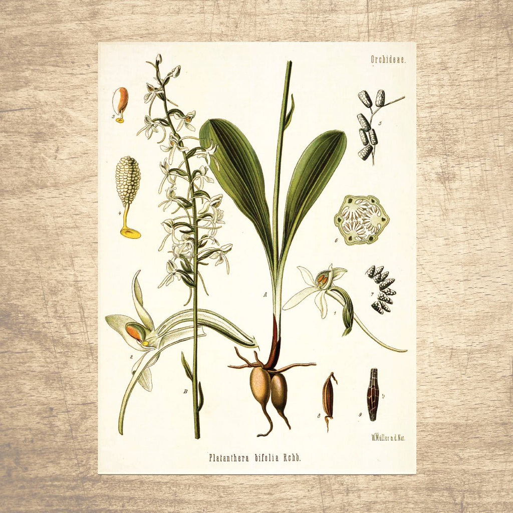 Orchid White Botanical Illustration - Lettered & Lined