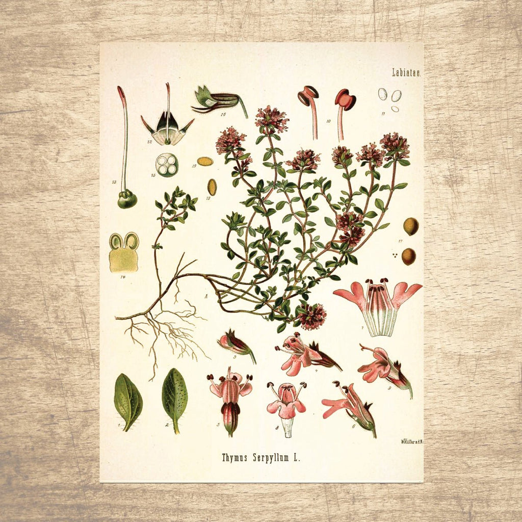 Thyme Wild Botanical Illustration - Lettered & Lined