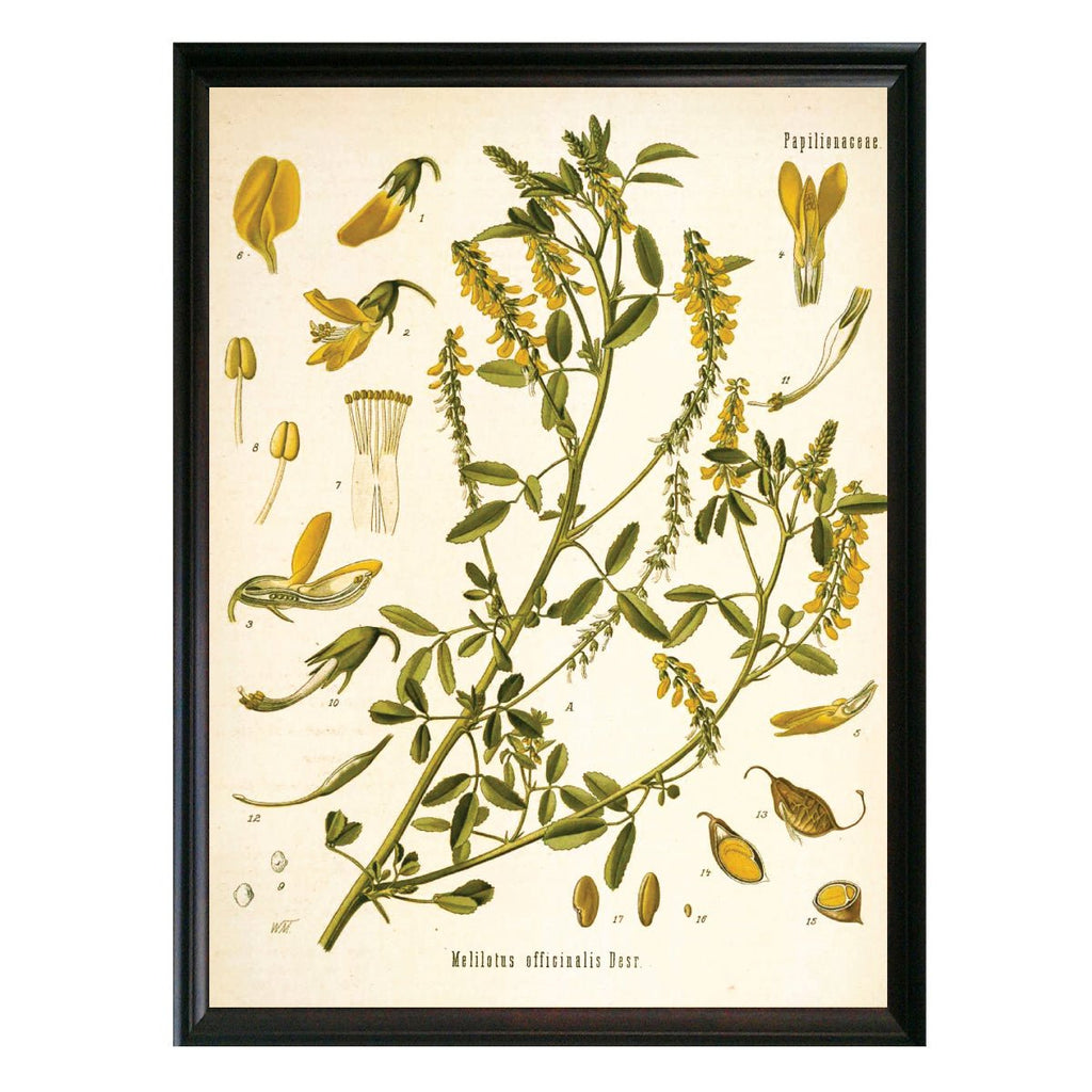 Yellow Sweet Clover Botanical Illustration - Lettered & Lined